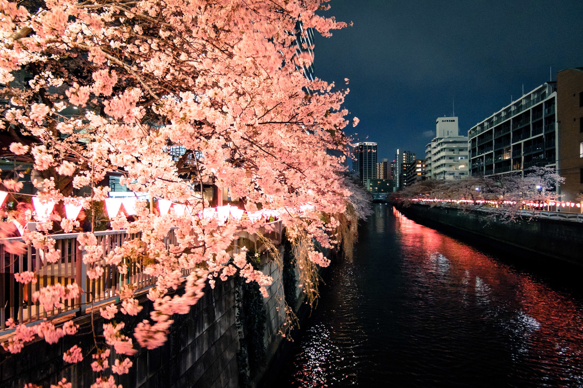 目黒川の夜桜_03