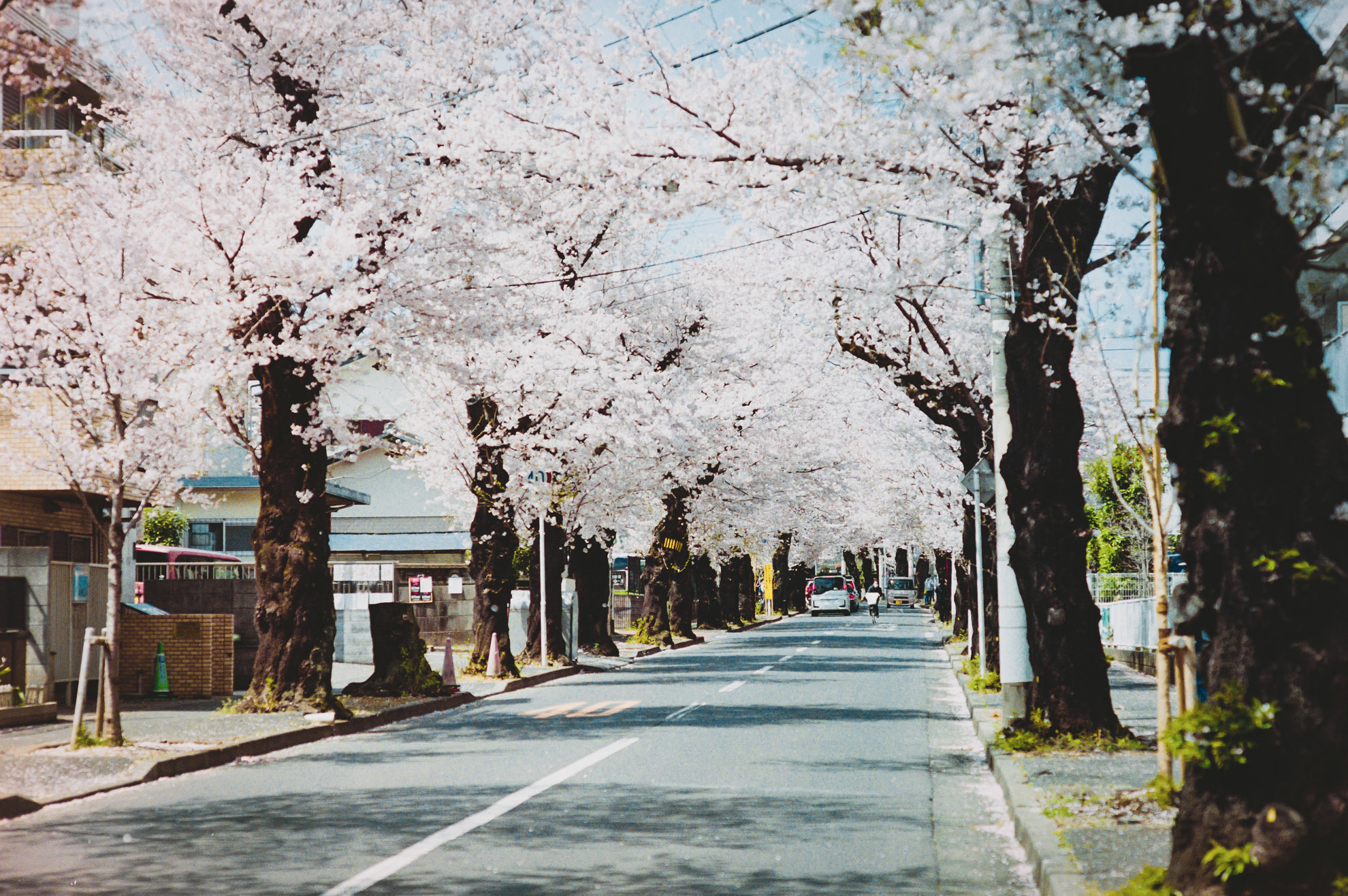 M4_桜_03