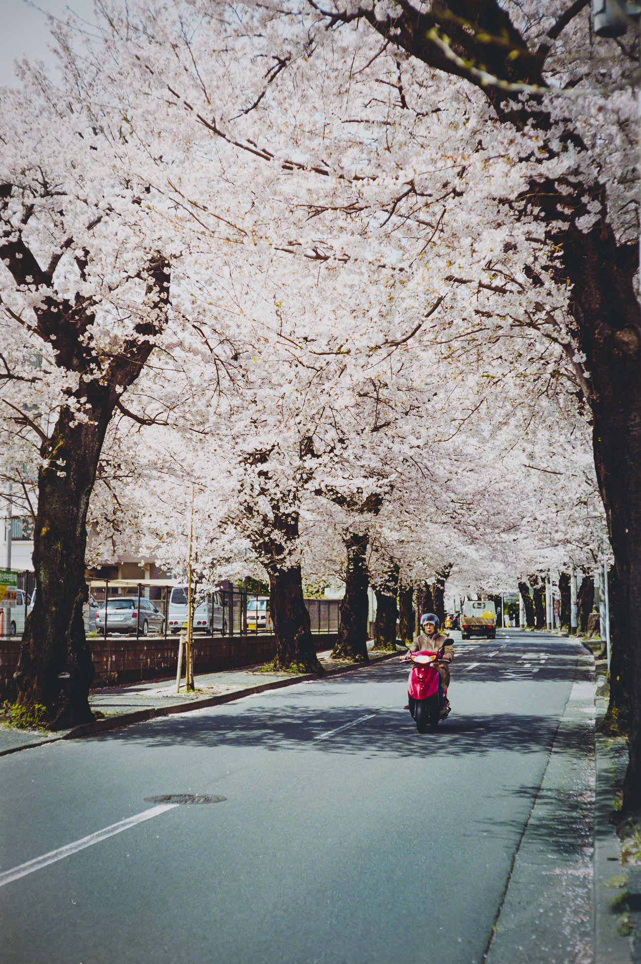 M4_桜_02